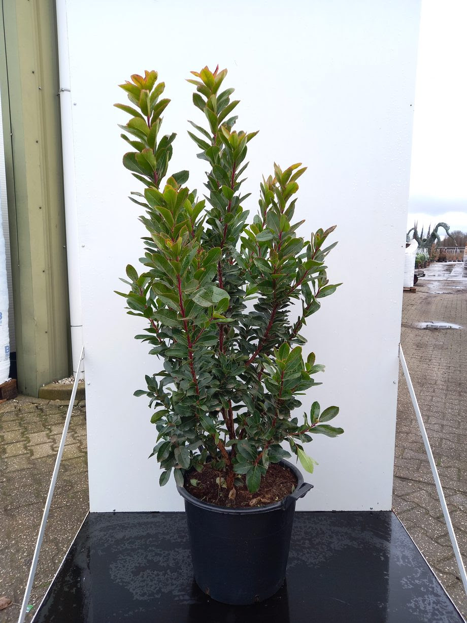 Seagrave Nurseries Strawberry Tree (Arbutus Unedo) 125150cm